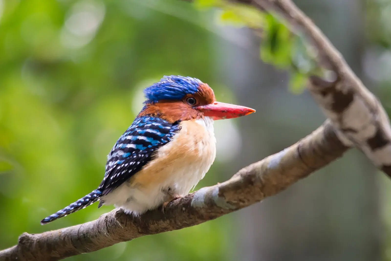Banded kingfishers tend to stay hidden within dense vegetation beneath the forest canopy.